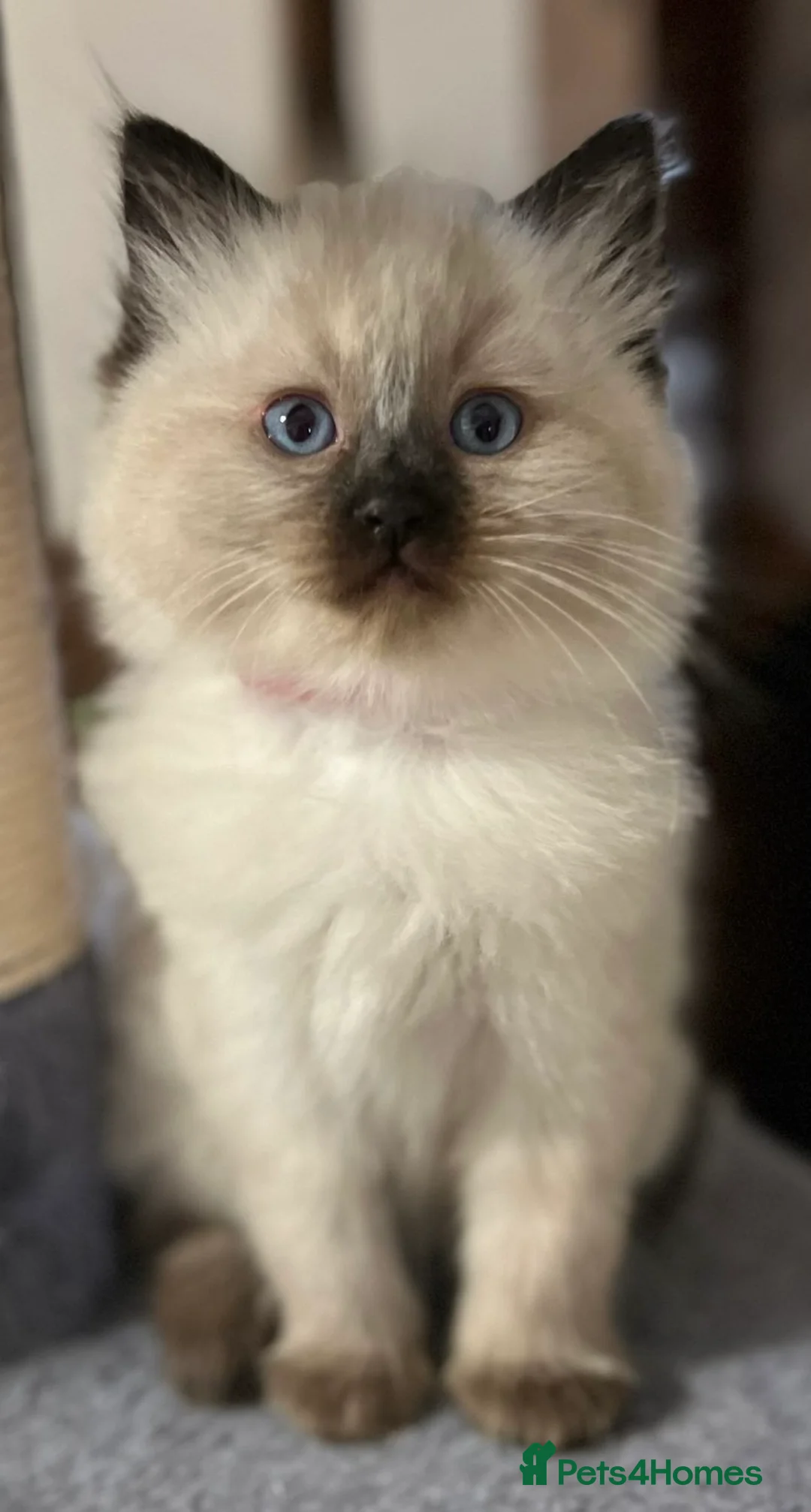 Ragdoll cats for sale: Ragdoll Kittens - Advert 16