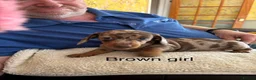 Miniature Dachshund dogs for sale: Gorgeous Litter of Miniature Dachshund Puppies - Advert 3