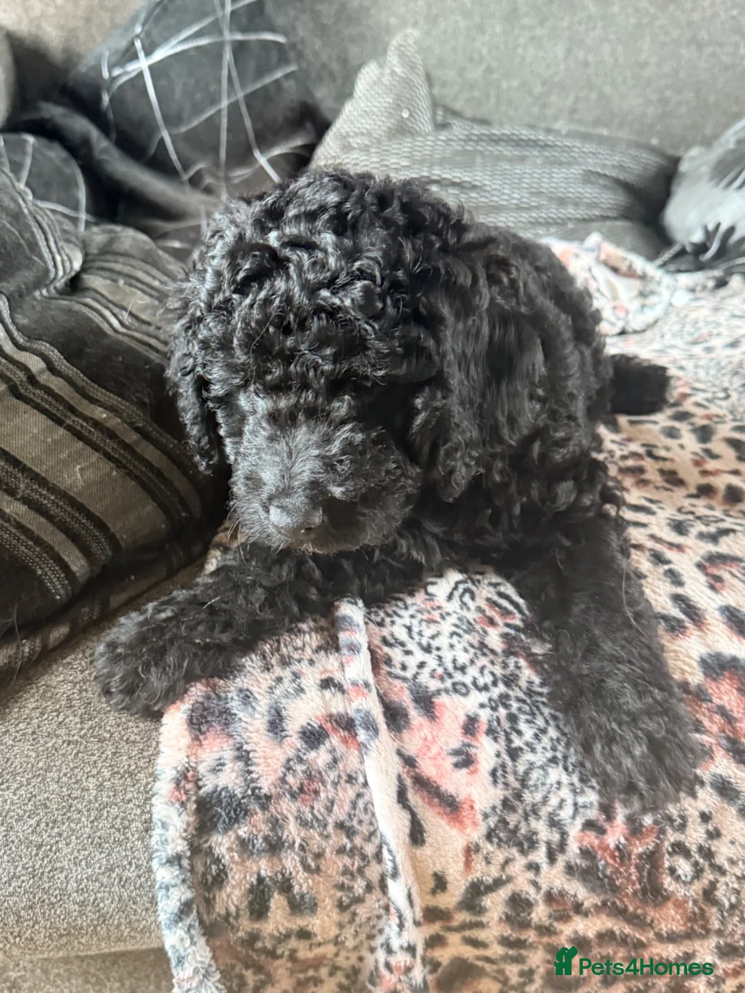 Mini Goldendoodle dogs for sale:  1 girl 1 boy remaining reduced £699 - Advert 2
