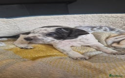 Staffordshire Bull Terrier dogs for sale: 7 Chunky Staffy Pups - Image 2