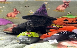 Cockapoo dogs for sale: PRA clear F1b Cockapoo puppies  - Image 30