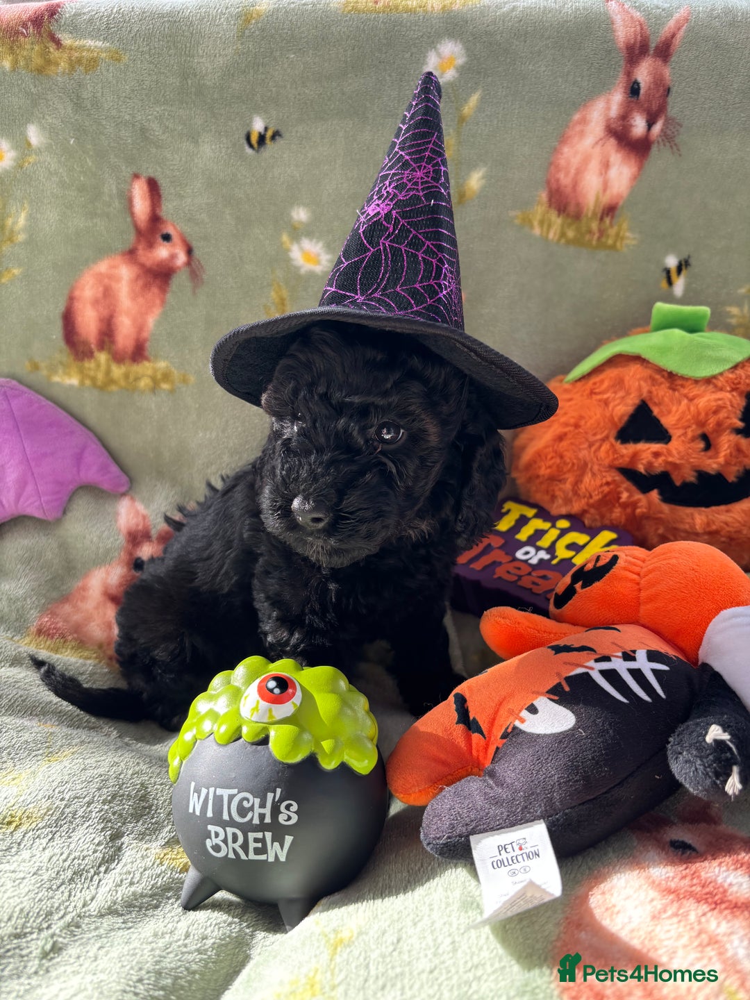 Cockapoo dogs for sale: PRA clear F1b Cockapoo puppies  - Image 30