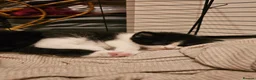 British Shorthair cats for sale: BSH X MAINECOON - Advert 9