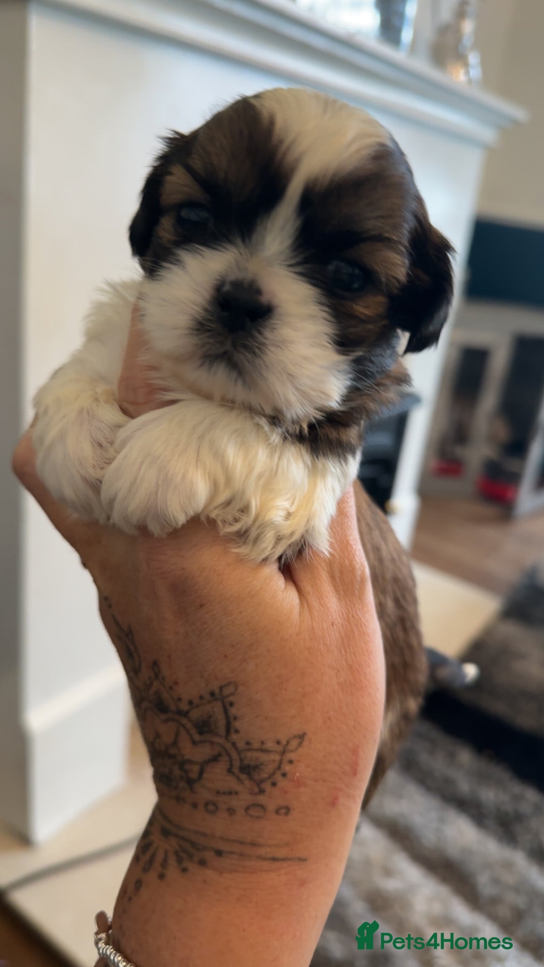 Shih Tzu dogs for sale: Stunning imperial shih tzu puppies  - Advert 9