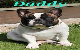 French Bulldog dogs for sale: Adorable Frenchie Puppies Seeking Forever Homes - Image 23