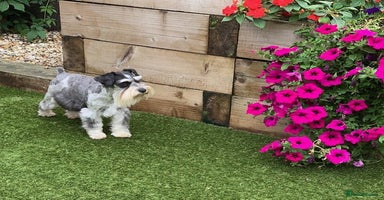 Miniature Schnauzer dogs 5* LICENSED KC MINI ( TOY) SCHNAUZER LITTER - Advert 9