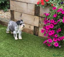 Miniature Schnauzer dogs 5* LICENSED KC MINI ( TOY) SCHNAUZER LITTER - Advert 9