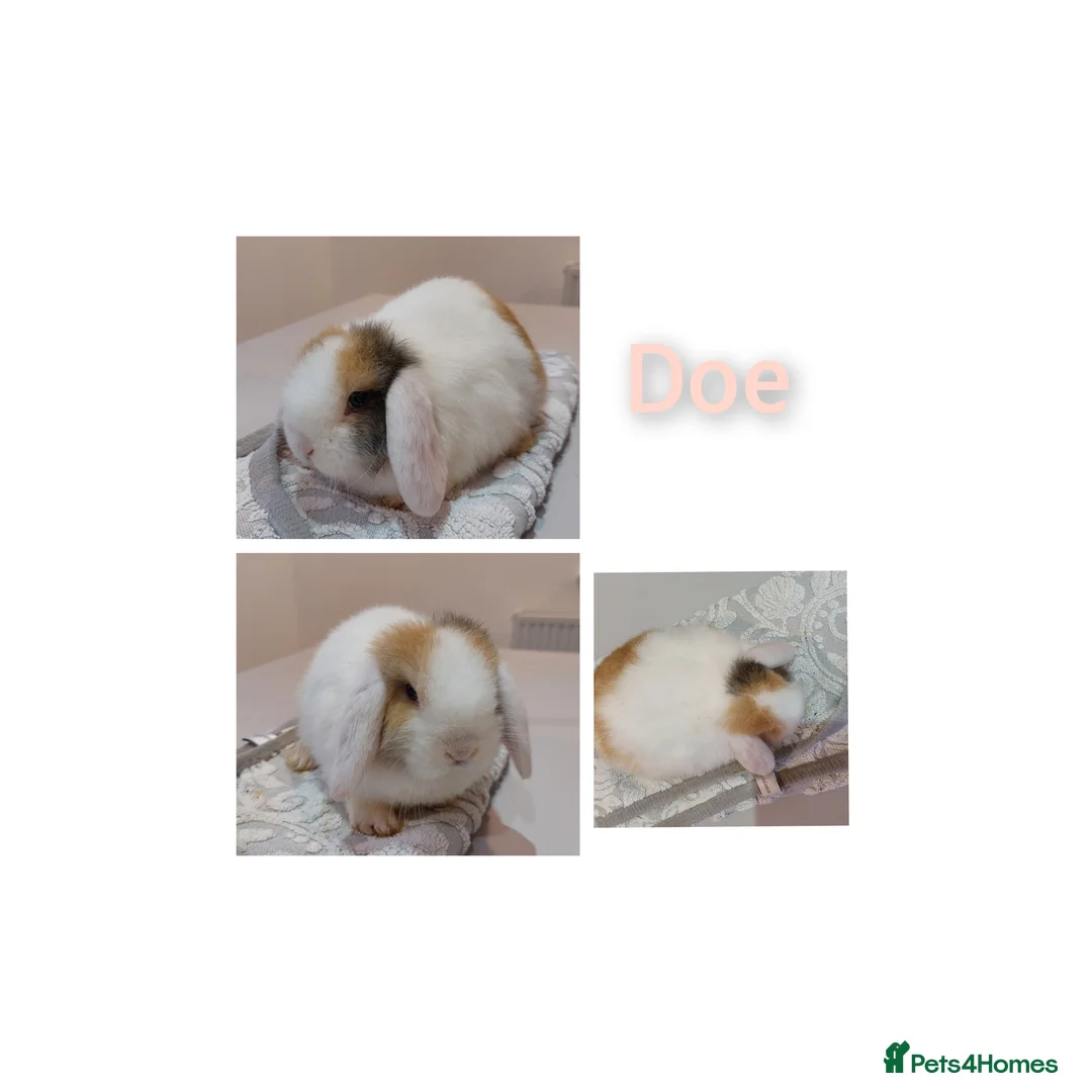 Mini Lop rabbits for sale: Young mini lop rabbits *ready now* - Advert 5