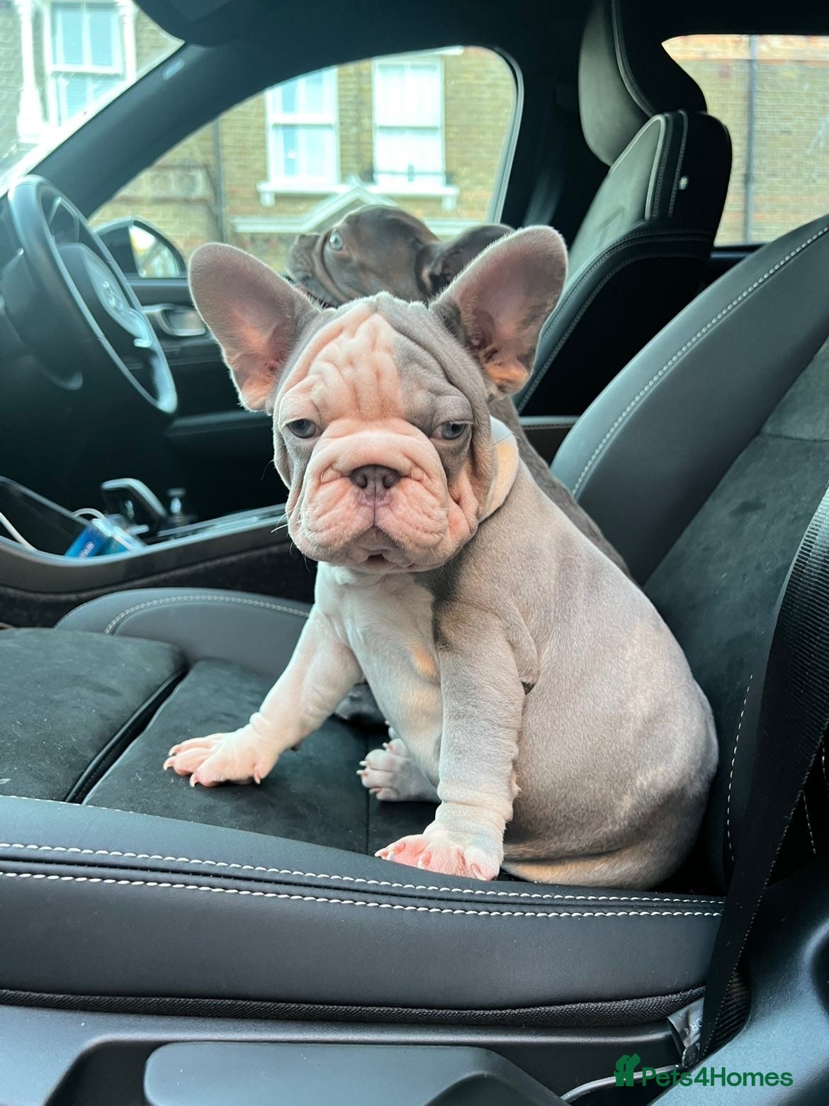 French Bulldog dogs Ready to go! Top quality French bulldogs  - Advert 6