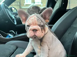French Bulldog dogs Ready to go! Top quality French bulldogs - Advert 6