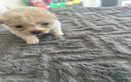 Mixed Breed dogs for sale: Beautiful Pomachons  - Image 4
