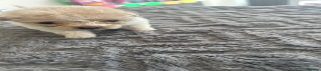 Female Pomachon