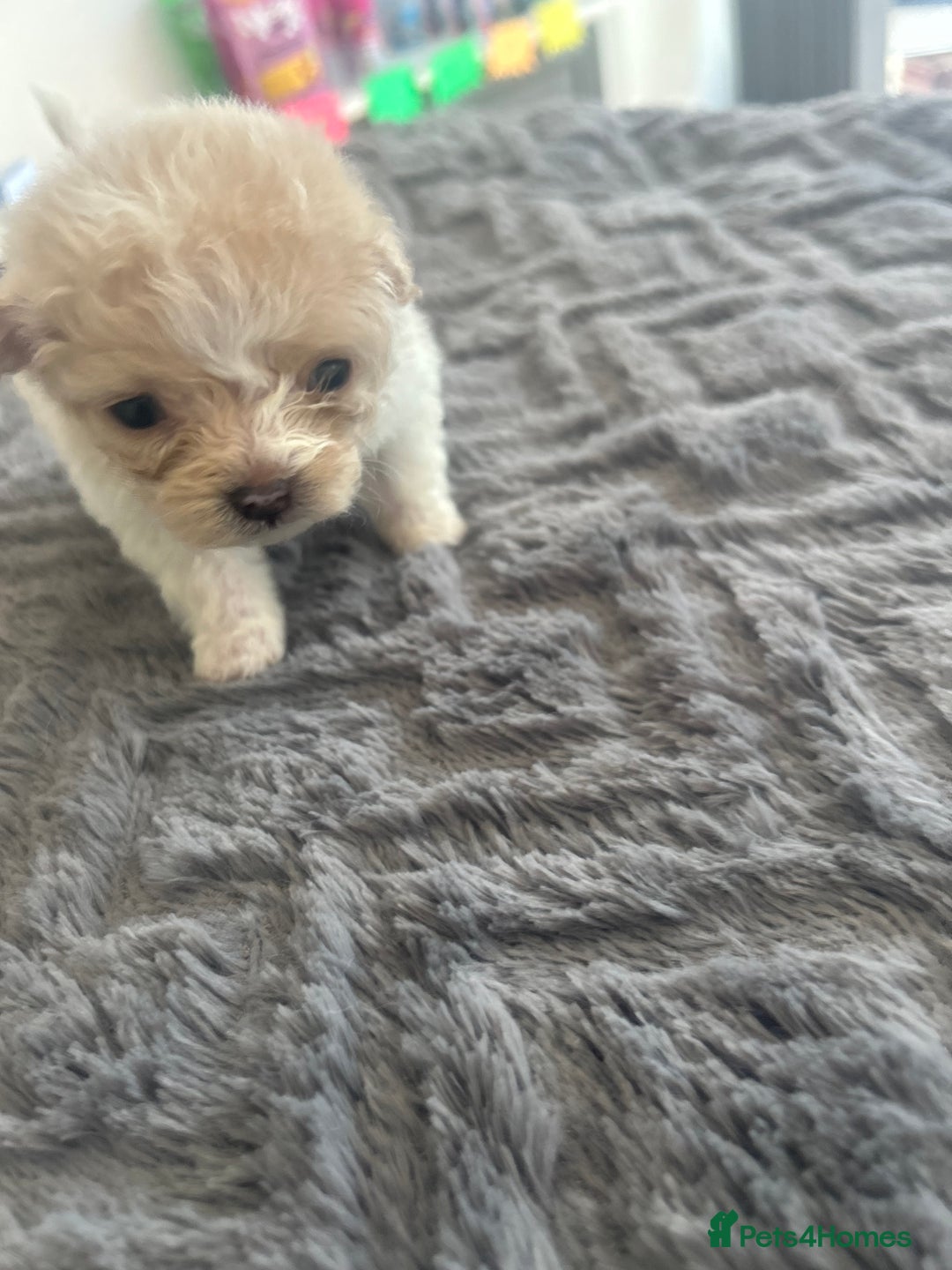 Mixed Breed dogs for sale: Beautiful Pomachons  - Image 4