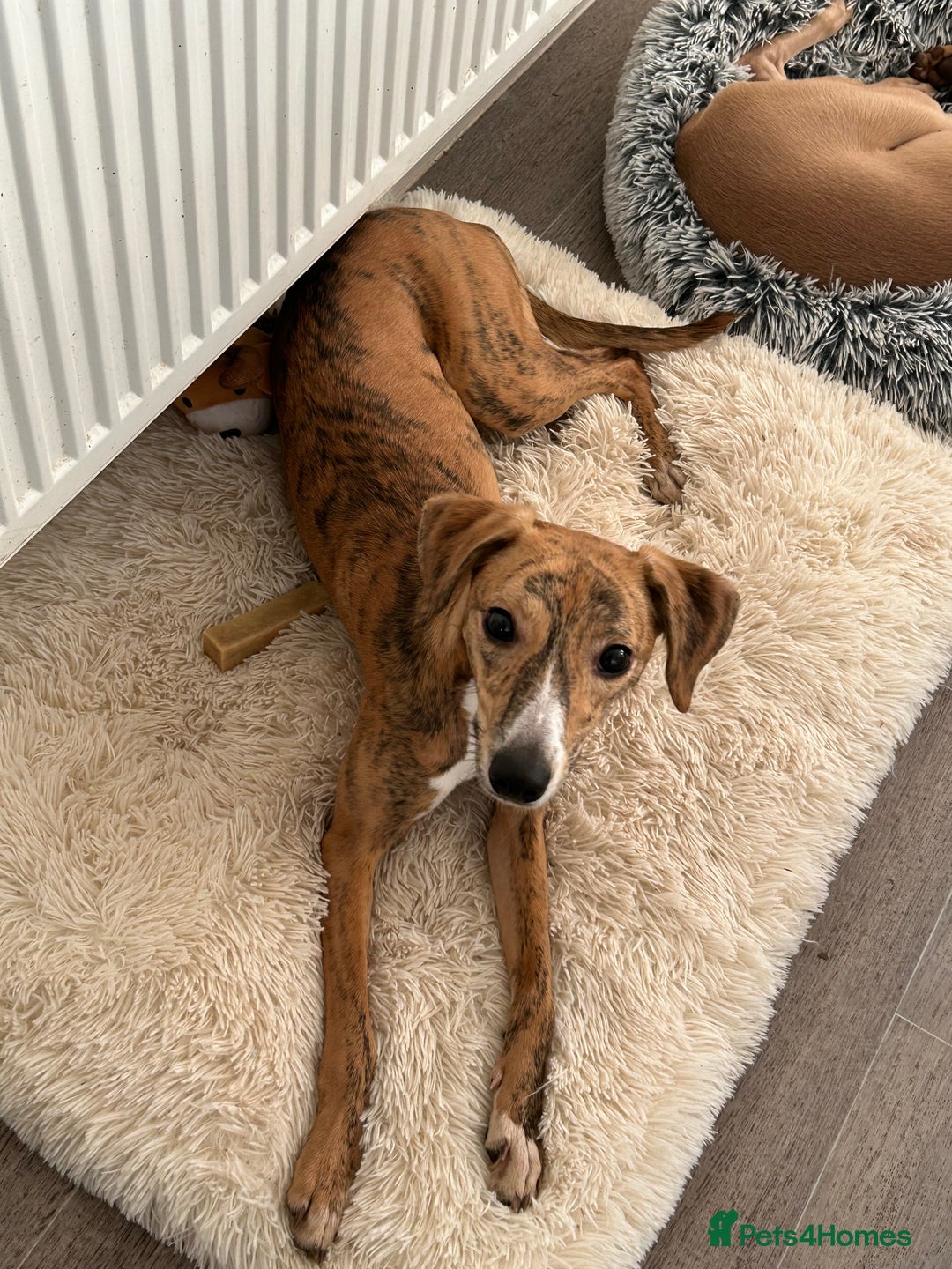 Whippet dogs for sale: 10 months old beautiful whippet girl - Advert 2