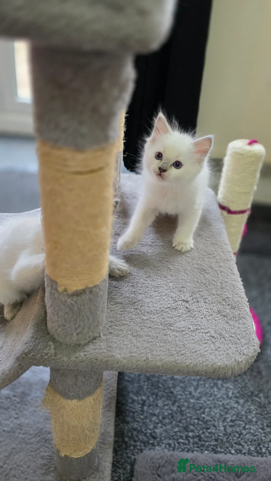 Ragdoll cats for sale: Blue point Ragdoll kittens for sale  - Advert 7