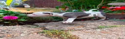 Staffordshire Bull Terrier dogs for sale: Top quality pedigree staff puppies  - Advert 4