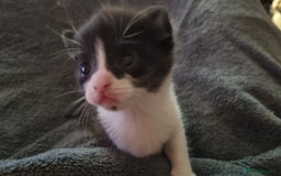 Mixed Breed cats for sale: Kittens for sale beautiful  - Image 4