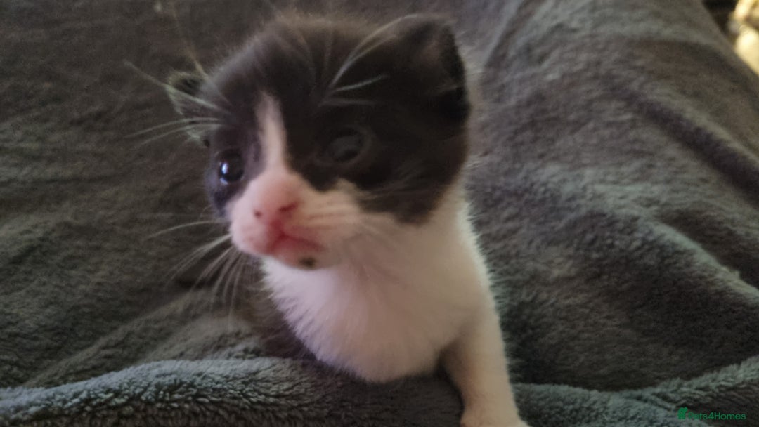 Mixed Breed cats for sale: Kittens for sale beautiful  - Image 4