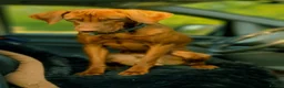 Hungarian Vizsla dogs for sale: Hungarian Vizsla - Advert 11