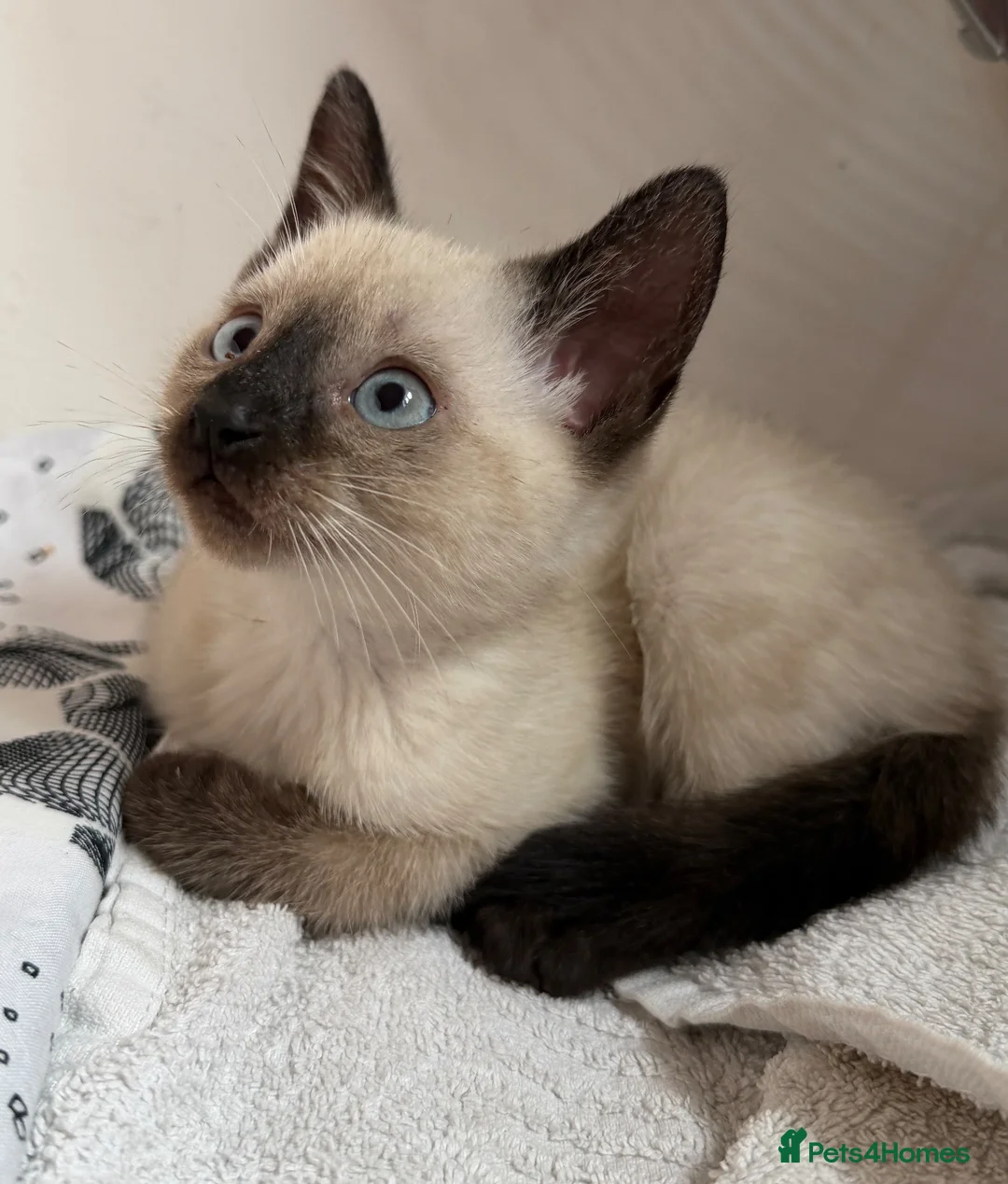 Siamese cats for sale: Siamese x kitten  - Advert 2