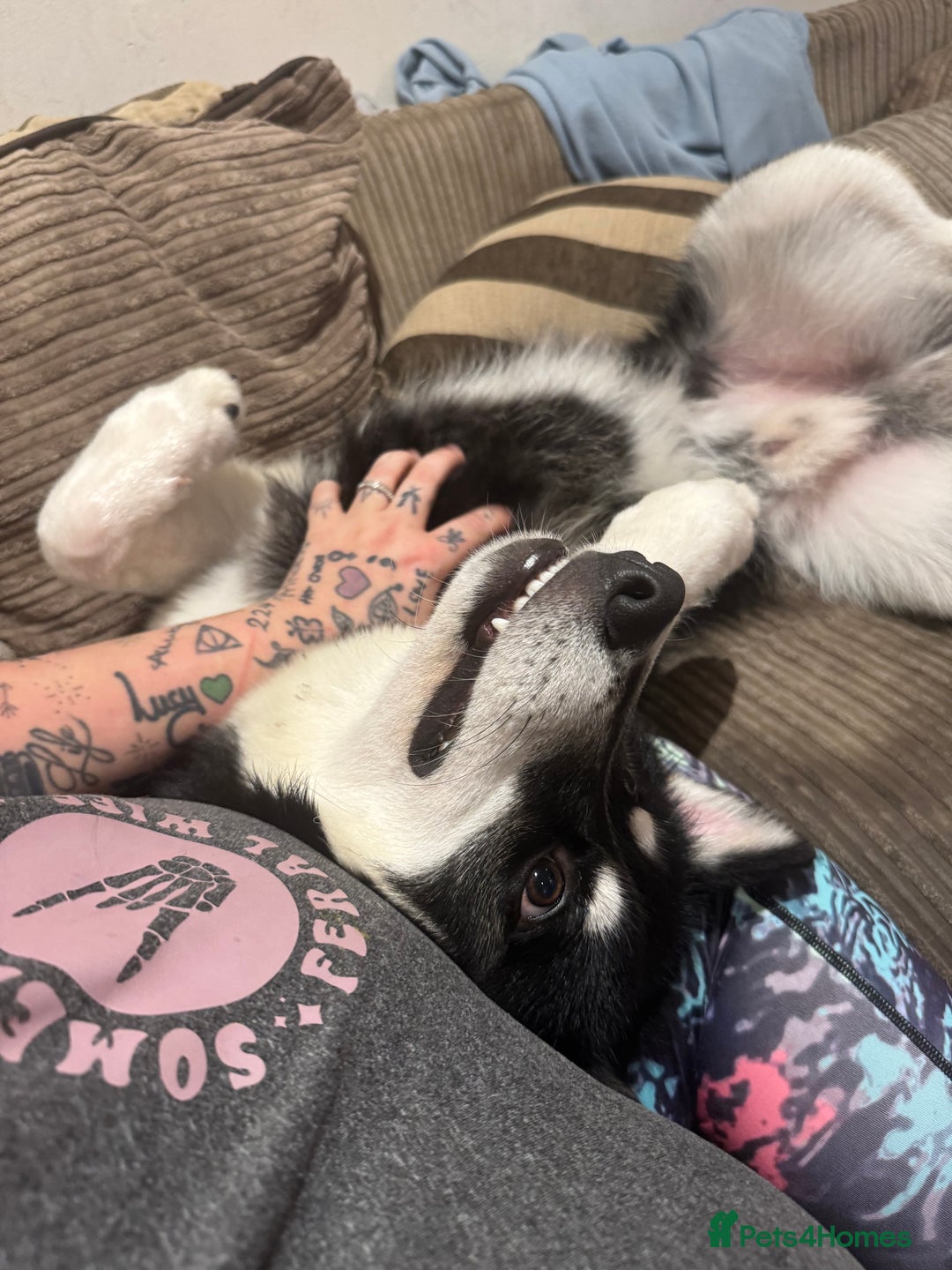 Mixed Breed dogs for sale: Meet Sparks - Image 20