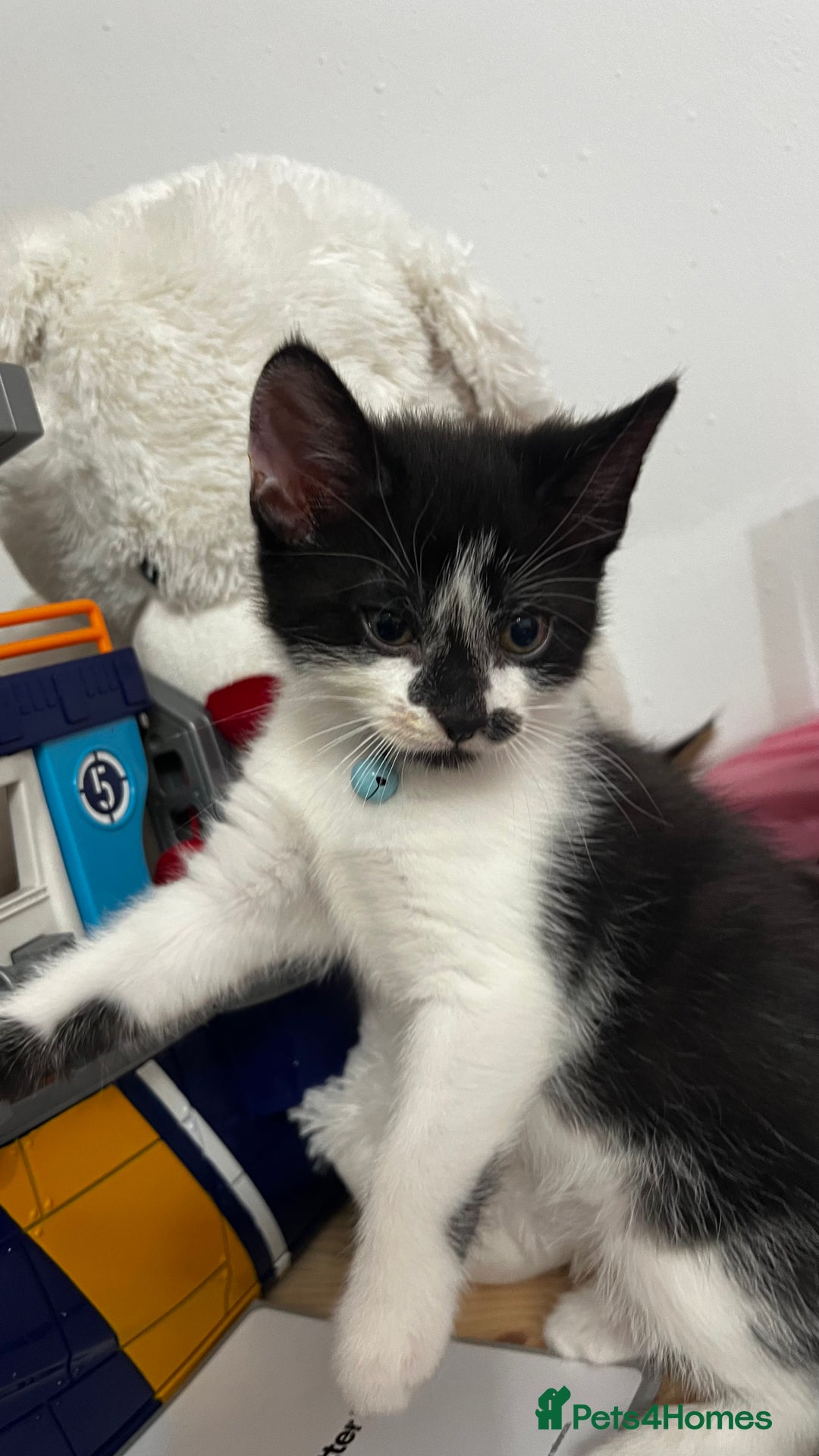 Mixed Breed cats for sale: Ready Now 2male and 1female Left - Advert 13