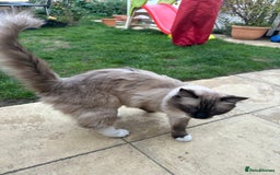 Ragdoll cats for sale: 🐾 Loving 21-Month-Old Male Seal Mitted Ragdoll 🐾 - Image 11