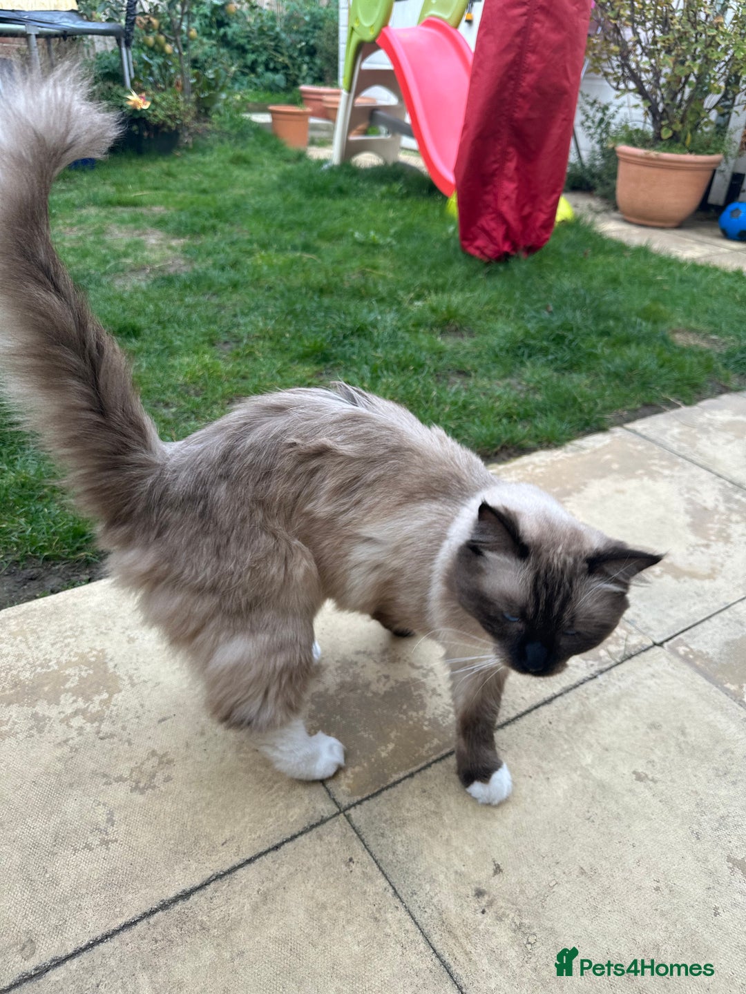 Ragdoll cats for sale: 🐾 Loving 21-Month-Old Male Seal Mitted Ragdoll 🐾 - Image 11