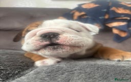 English Bulldog dogs for sale: 2 Beautiful Red & White English Bulldogs - Image 21