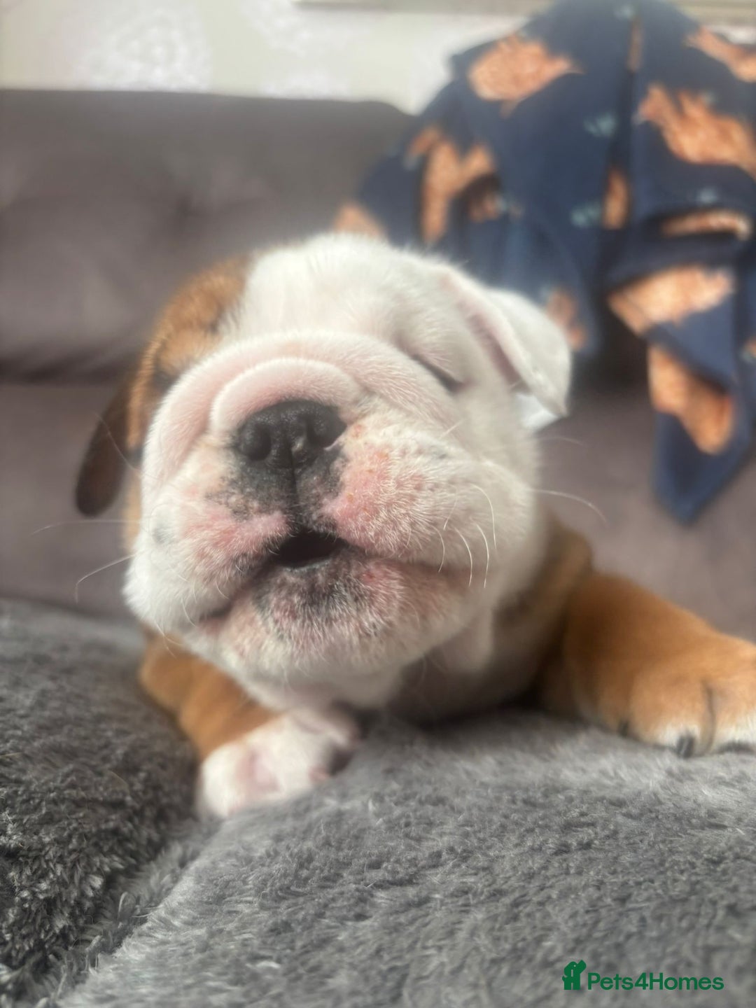 English Bulldog dogs for sale: 2 Beautiful Red & White English Bulldogs - Image 21