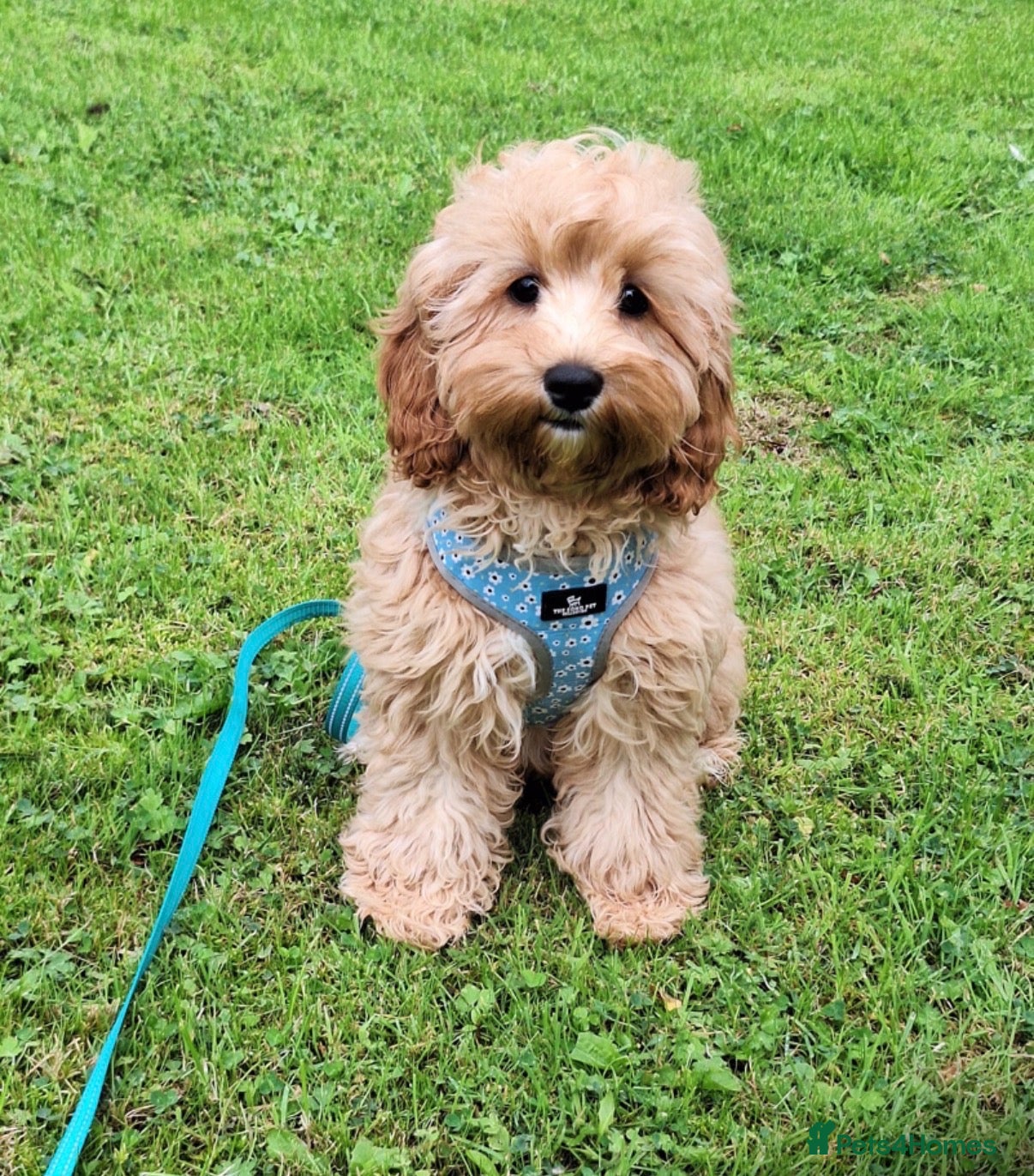 Cavapoo dogs Stunning cavapoo pups - Advert 1