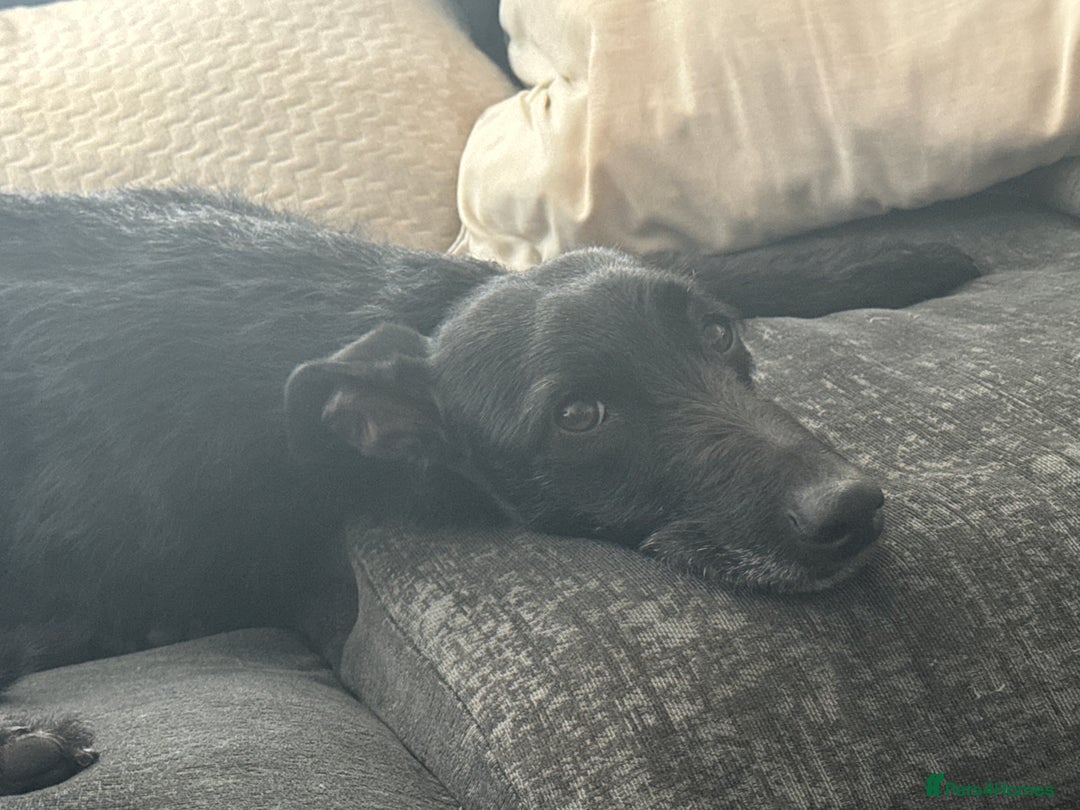 Lurcher dogs for sale: Four-year-old lurcher for sale - Image 10