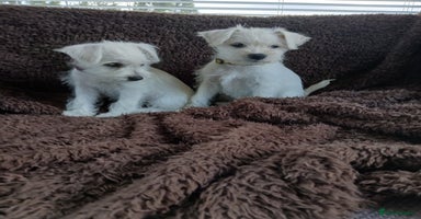 Miniature Schnauzer dogs - Advert 4