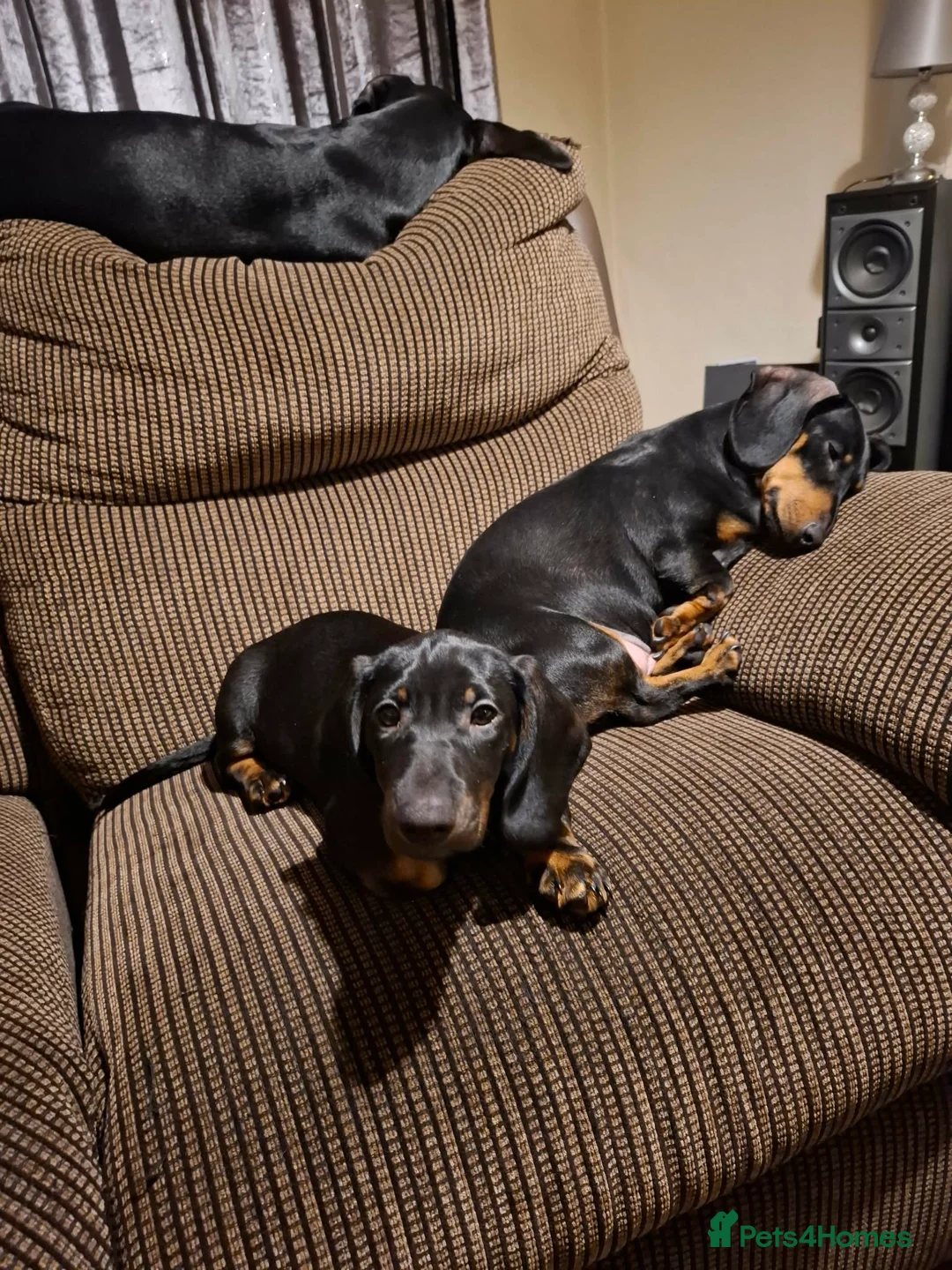 Dachshund dogs for sale: Dachshund puppies - Advert 20