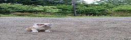American Bulldog dogs for sale: Happy, chunky, healthy American Bulldog puppies  - Advert 5