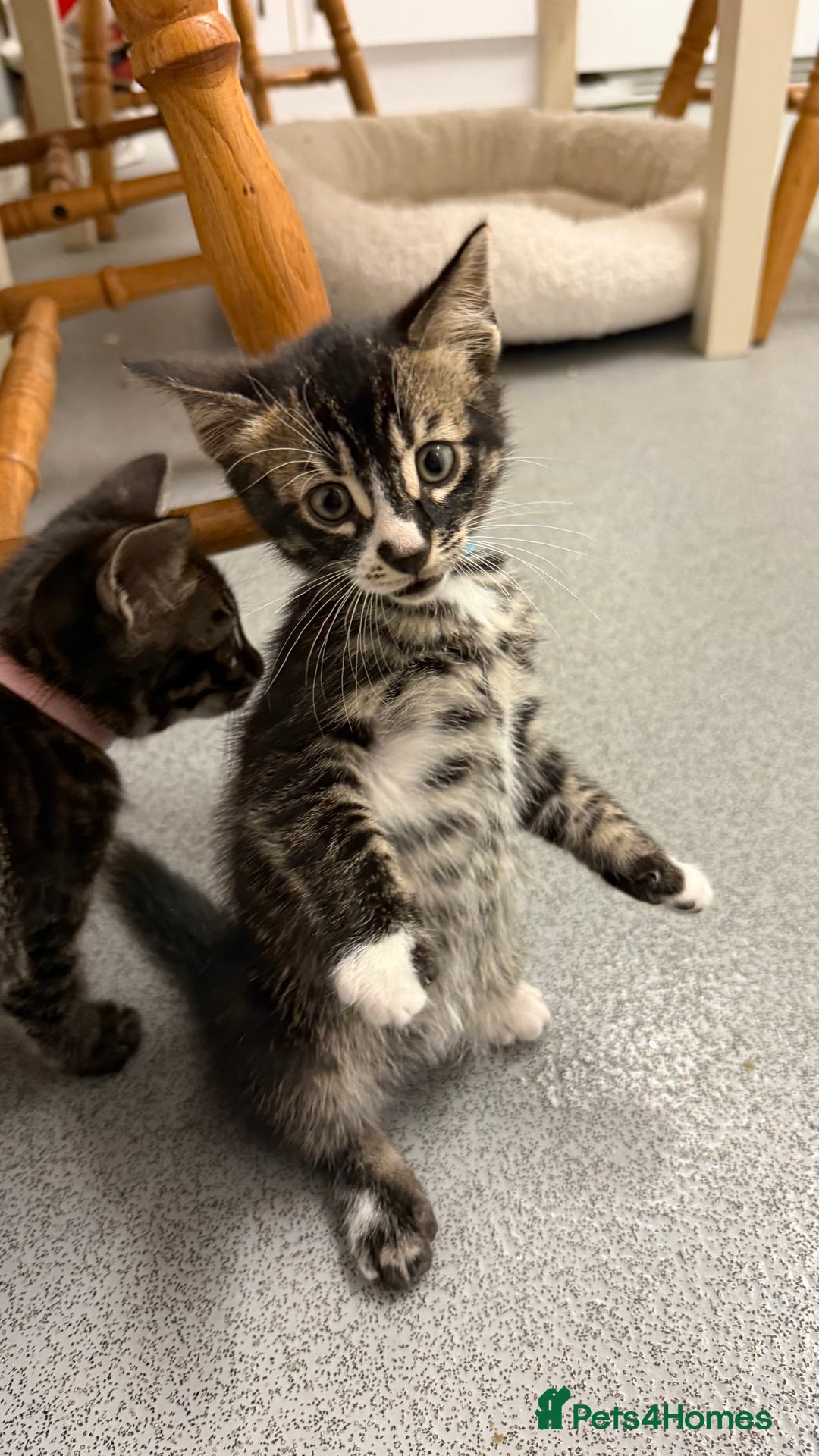 Mixed Breed cats for sale: Male kitten - Advert 4