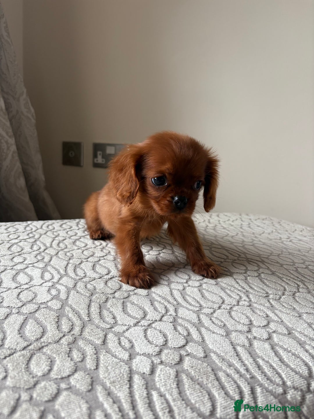 Cavalier King Charles Spaniel dogs for sale: 1 Male King Charles cavalier health tested parents - Image 5