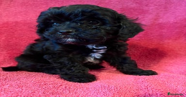 Cavapoo dogs Teddy Bear Cavapoo’s Ready Now - Advert 8