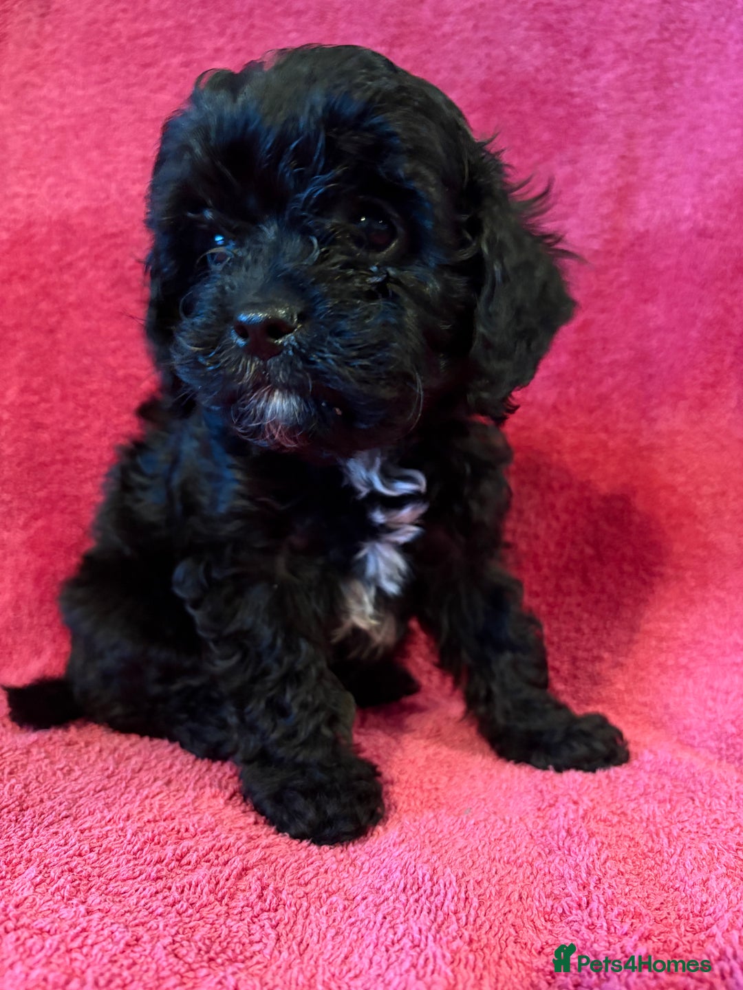 Cavapoo dogs for sale: Teddy Bear Cavapoo READY NOW - Advert 1