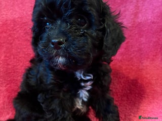 Cavapoo dogs Teddy Bear Cavapoo’s Ready Now - Advert 6