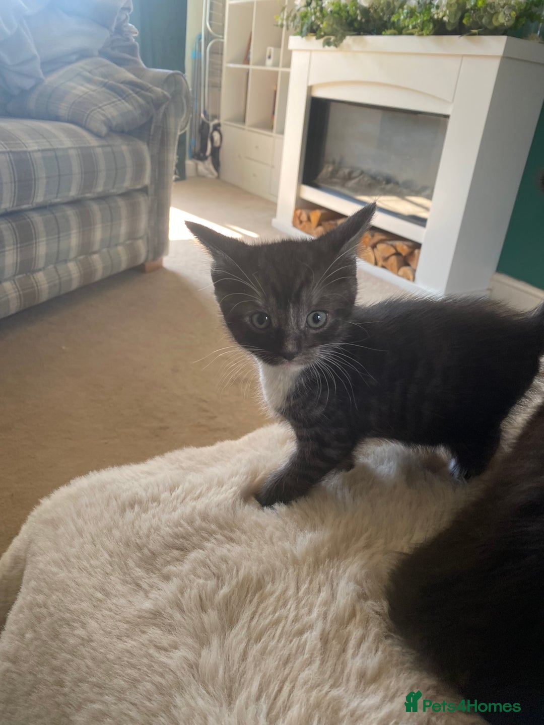 British Shorthair cats for sale: Adorable kittens  - Image 8