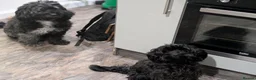 Mixed Breed dogs for sale: 🐾💕 GORGEOUS CAVAPOO × COCKAPOO PUPPIES  💕🐾 - Advert 13