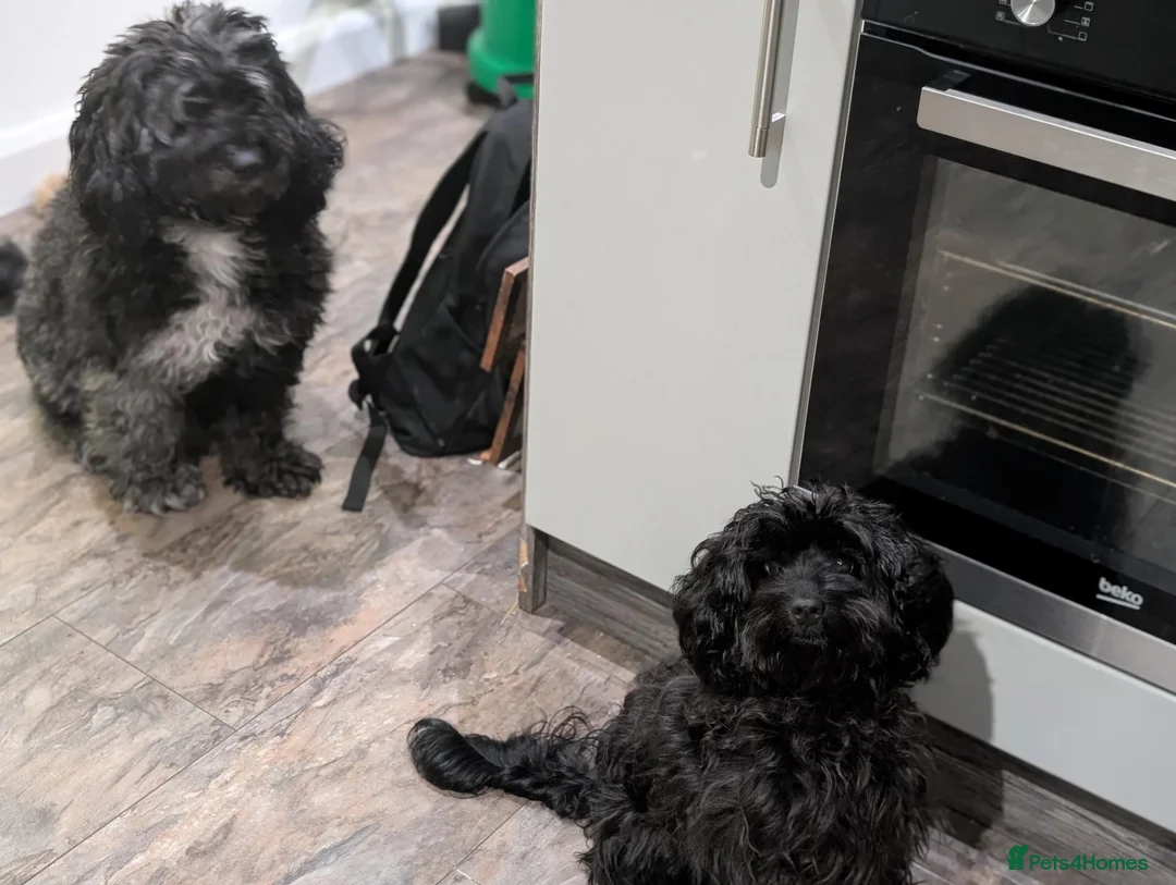Mixed Breed dogs for sale: 🐾💕 GORGEOUS CAVAPOO × COCKAPOO PUPPIES  💕🐾 - Advert 13