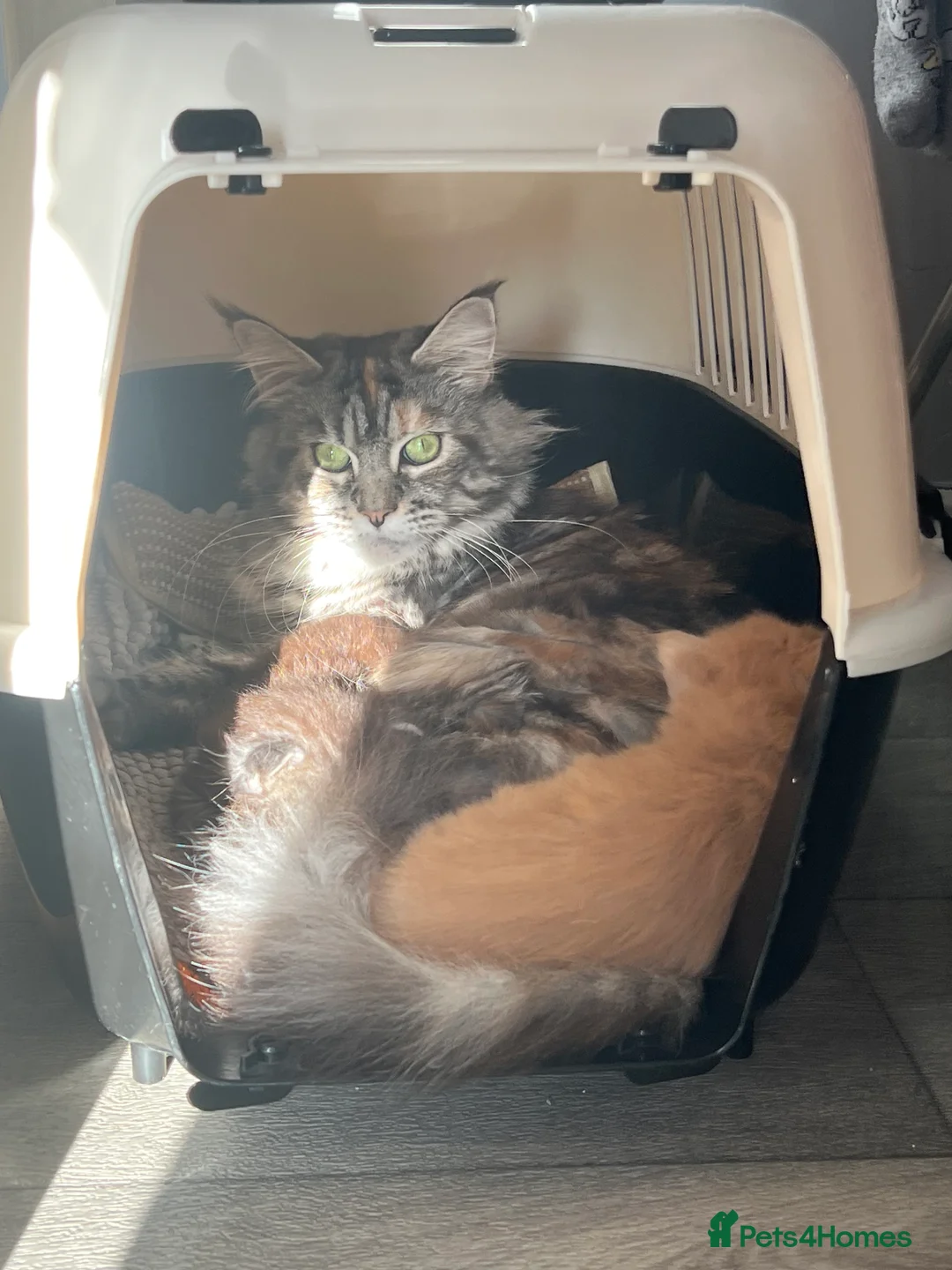 Maine Coon cats for sale: Register Maine Coon Kittens  - Advert 12