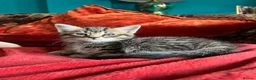 Pixie Bob cats for sale: Pixie Bob kittens - Polydactyl and non polydactyl - Advert 17