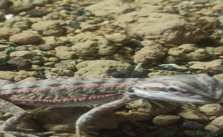 Bearded Dragon reptiles - Advert 1