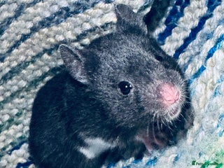 Hamster rodents Baby hamsters - Advert 5