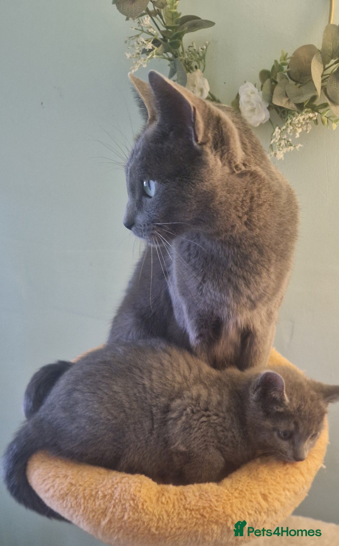 Russian Blue cats for sale: Beautiful Russian blue kittens  - Image 4