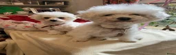 Bichon Frise dogs for sale: Sean Connery  007 in Oxford - Advert 4