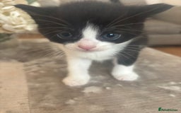 Mixed Breed cats for sale: Beautiful kittens looking for forever home  - Image 2